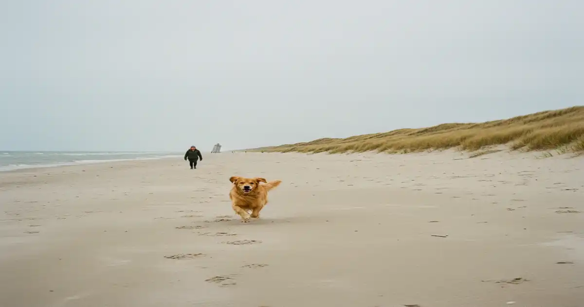 Ferienhaus Blåvand mit Hund