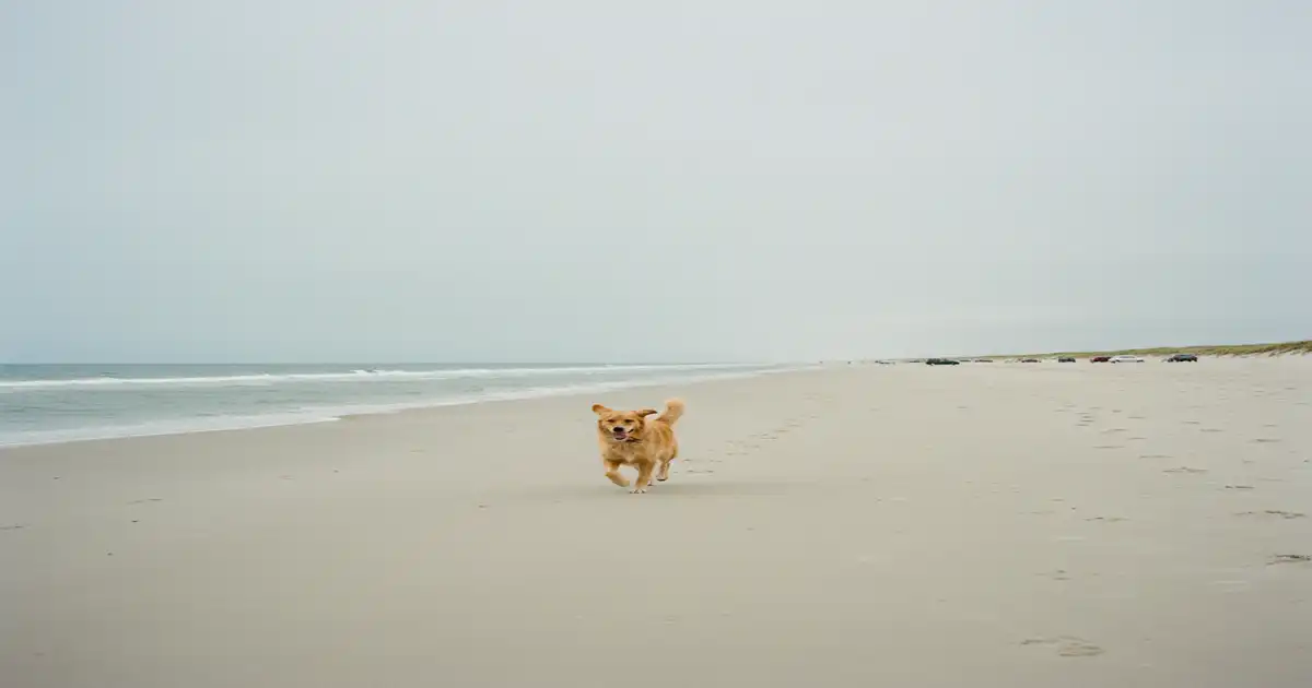 Ferienhaus Rømø mit Hund