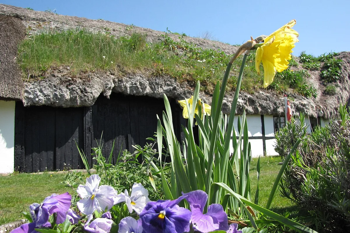 Tangdach der Uldgården auf Læsø hinter blühenden Frühlingsblumen