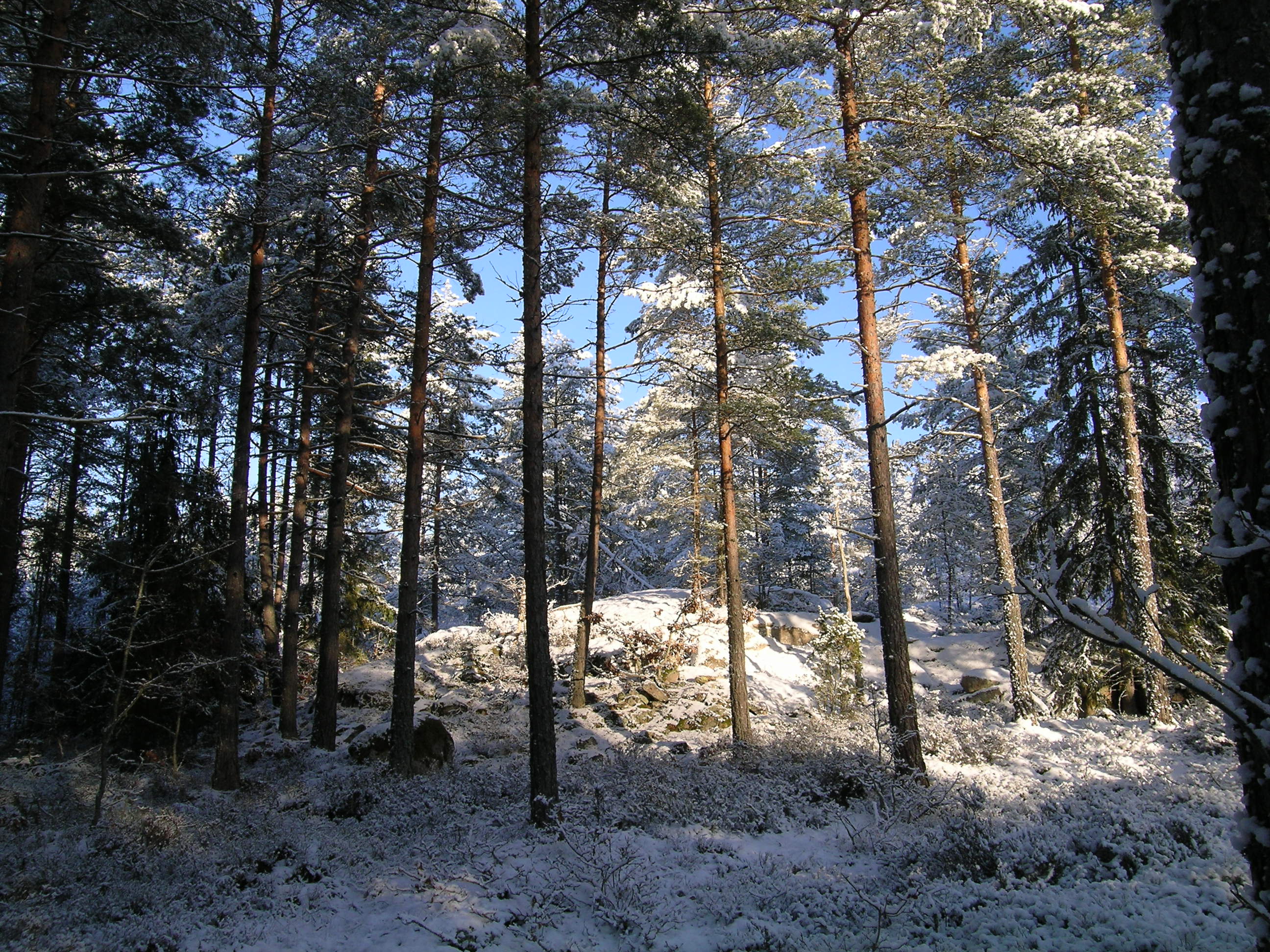 winter-645