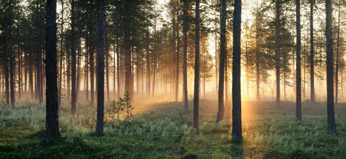 Wald in Lappland - Mittsommernacht