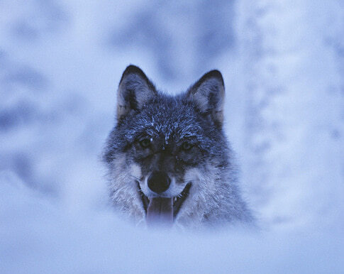 Wolf in Lappland