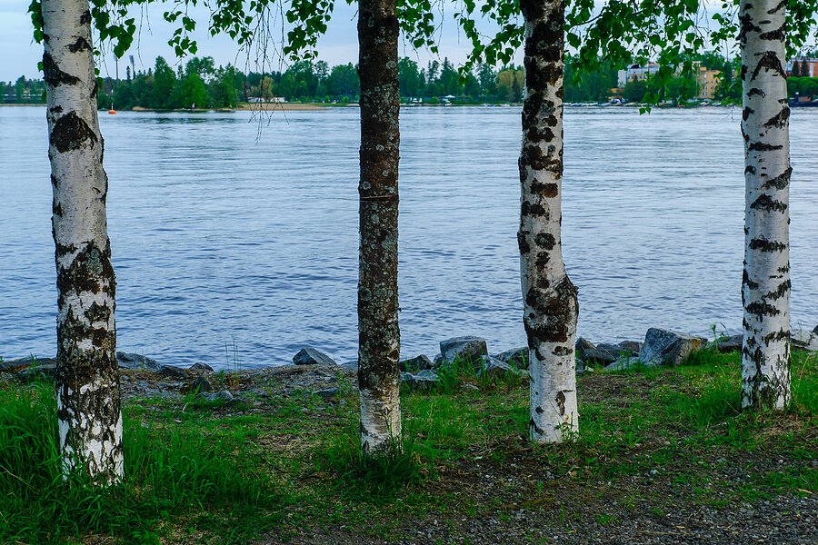 See Kallavesi in Kuopio