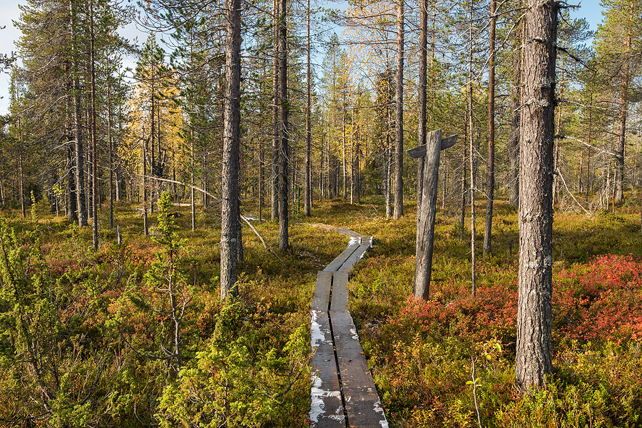 Hiking trail in Finland