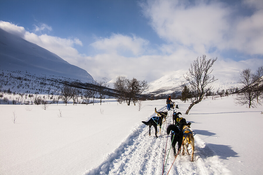 Hundeschlittenfahrt Norwegen