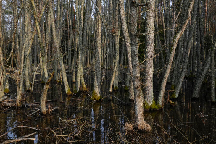 Moor in einem Naturschutzgebiet auf Ljusterö