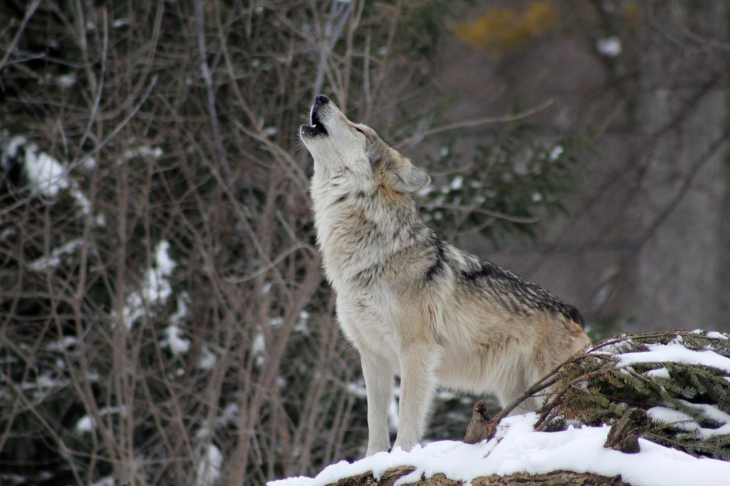 Auf den Spuren der Wölfe: Ein Abenteuerurlaub in Schweden